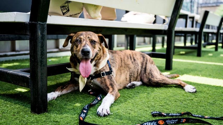 Large brindle dog laying under bench with Tito's Handmade Vodka leash