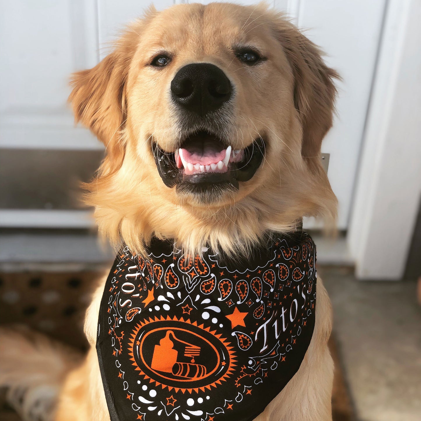 Rudy the golden retriever in the Tito's Black Bandana