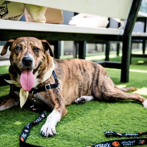 Large brindle dog laying under bench with Tito's Handmade Vodka leash