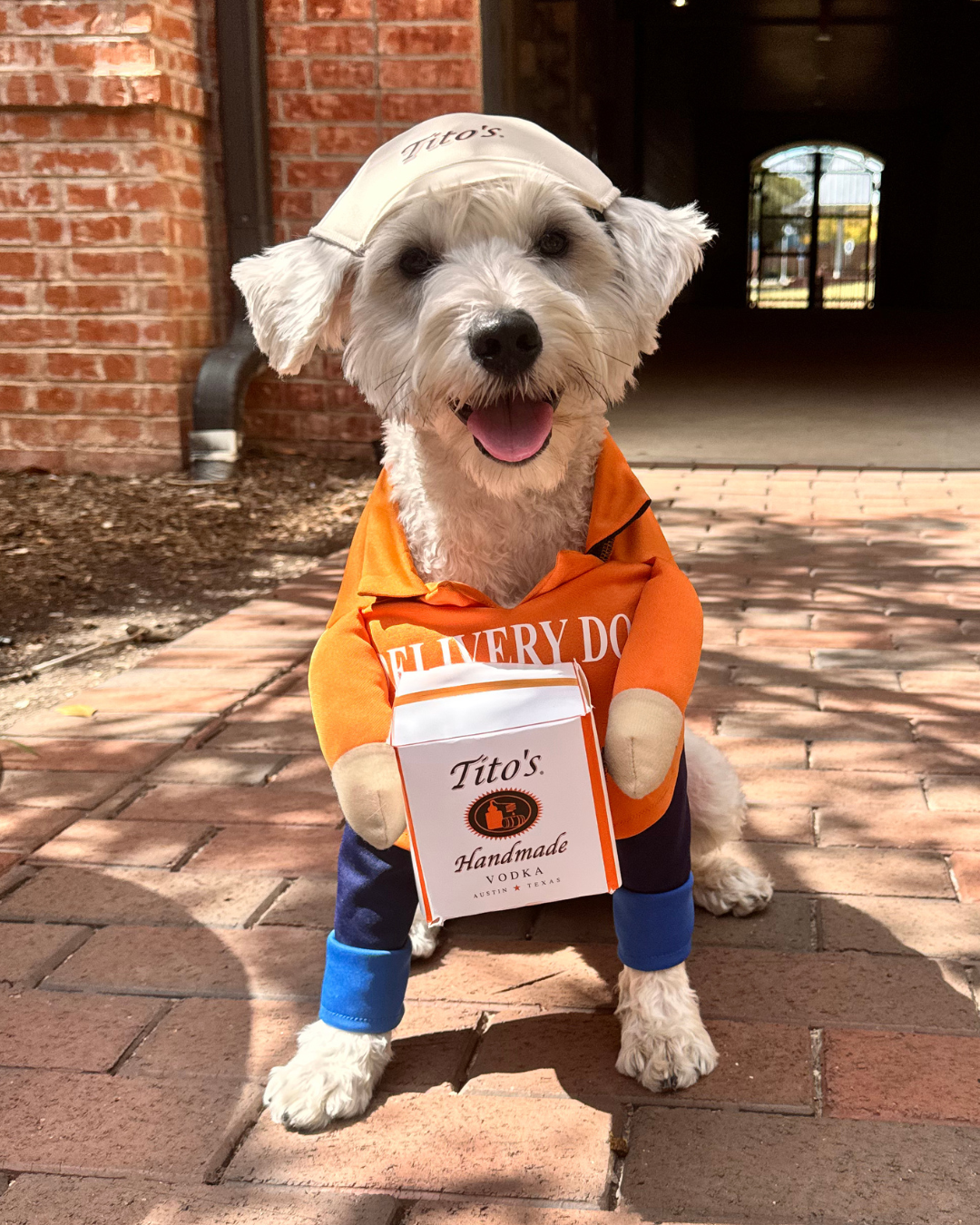 Westie dog wearing Tito's Delivery Dog Costume including cream visor with Tito's wordmark, Orange shirt with attached arms and pants, and one cubed Tito's box