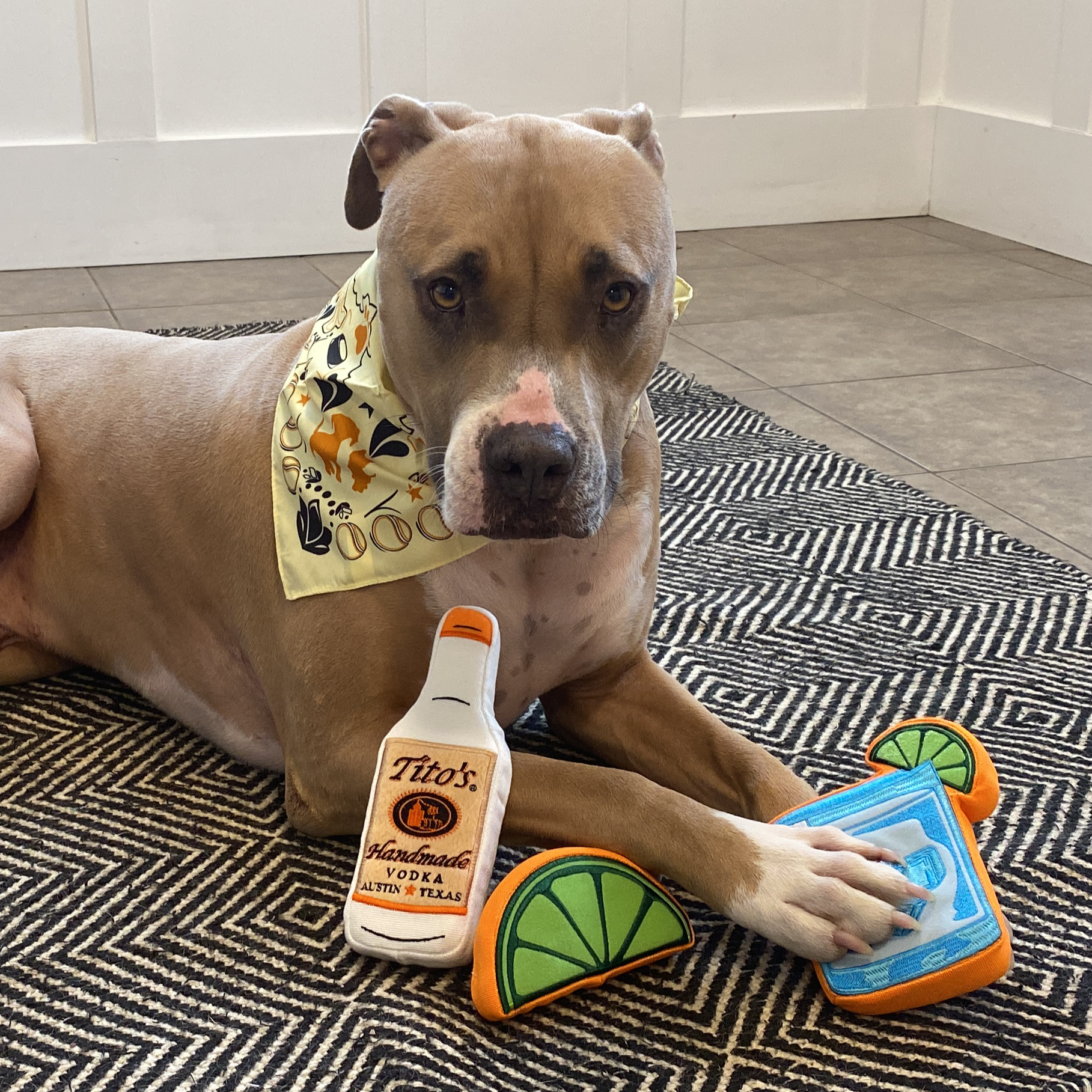 American Bulldog Lab wearing Vodka for Dog People bandana playing with Tito's Bottle Toy, Tito's Puptail toy, and Tito's Squeeze lime toy