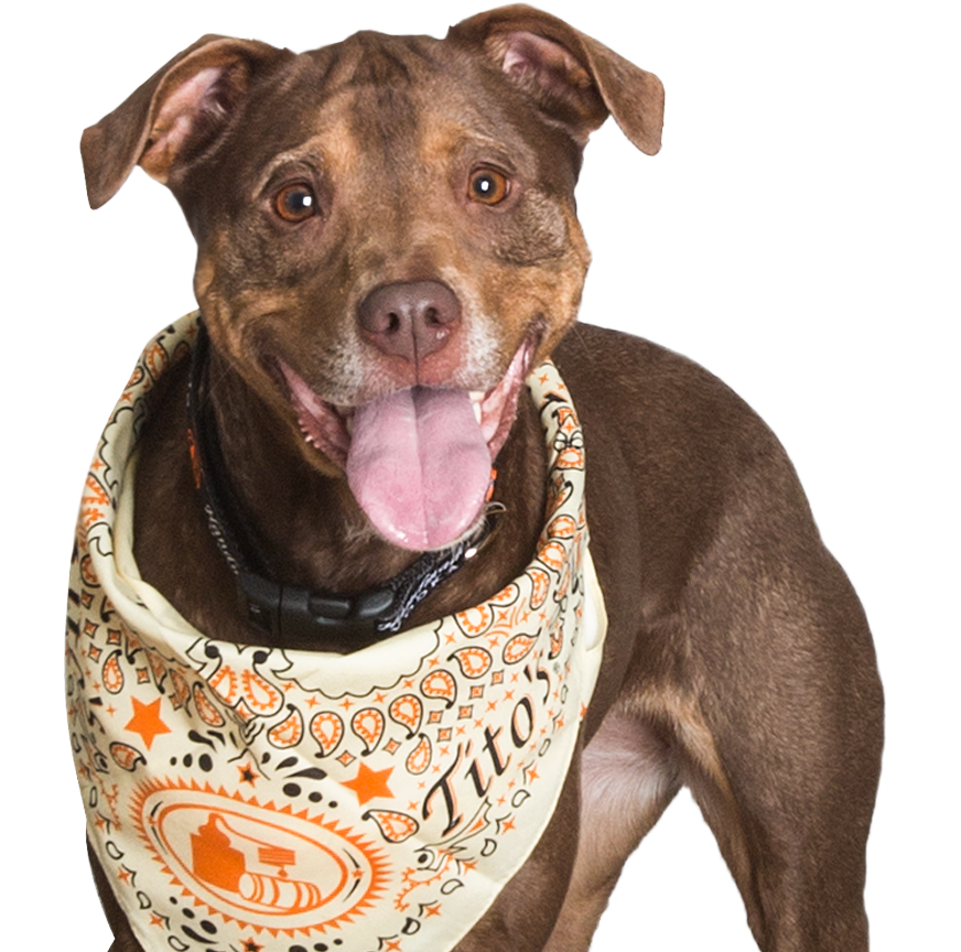 Dog in a Tito's bandana